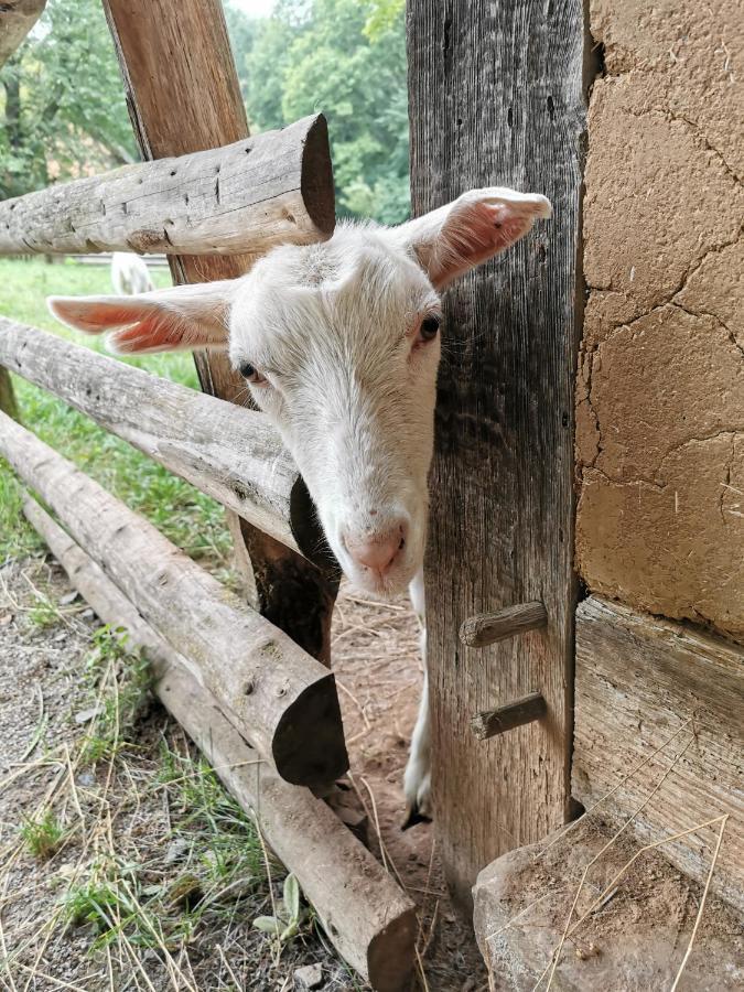 Mooi Ruim Appartement In Antieke Stadsboerderij Schönecken Esterno foto